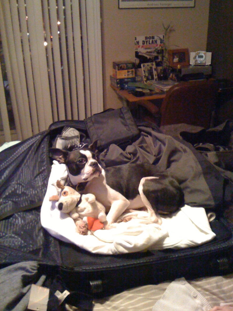 Lucy got in my suitcase while I was packing back when Mrs. Humpkins and I were long distance. I think she wanted me to stay.